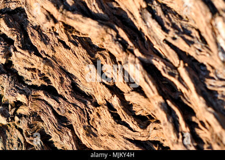 Baum-Rinde-Hintergrund Stockfoto