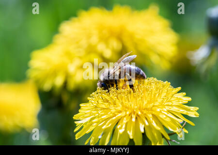 Arbeiten Bee Pollen sammeln von einem gelben Löwenzahn. Nahaufnahme Makro anzeigen Stockfoto