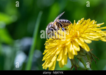 Arbeiten Bee Pollen sammeln von einem gelben Löwenzahn. Nahaufnahme Makro anzeigen Stockfoto