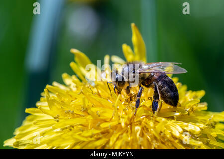 Arbeiten Bee Pollen sammeln von einem gelben Löwenzahn. Nahaufnahme Makro anzeigen Stockfoto