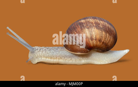 Grawling garten Schnecke auf orange Farbe, Hintergrund, Nahaufnahme makro Seitenansicht Stockfoto