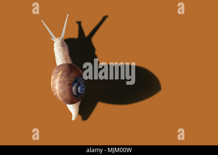 Grawling garten Schnecke auf orange Farbe, Hintergrund, Nahaufnahme makro Top View Stockfoto