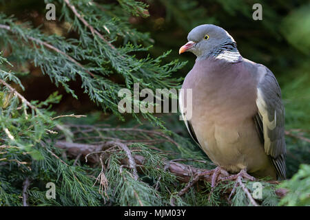 Ring-necked Wilde Taube sitzt auf einem Zweig von thuja. Nähe zu sehen. Stockfoto