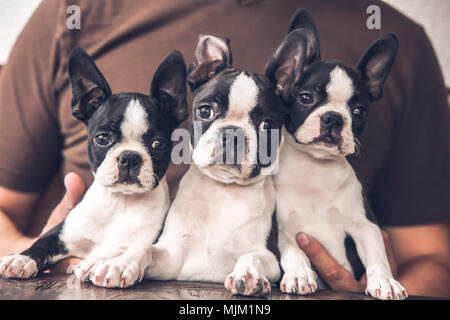 Französische Bulldogge Welpen mit ihrem Besitzer Stockfoto