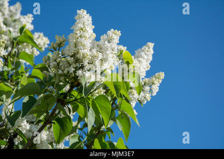 Nahaufnahme der weiße Flieder in voller Blüte. Stockfoto