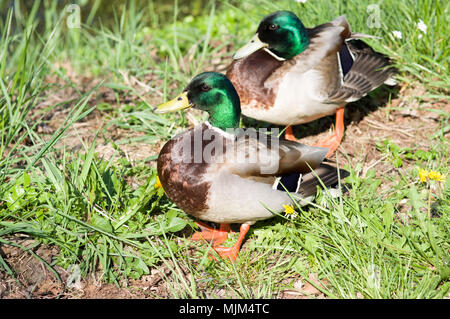 Zwei männliche Stockenten, die in ihrer natürlichen Umgebung Stockfoto