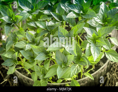 In einem kleinen Kunststoffbehälter - wachsende Setzlinge junger Pfeffer Pflanzen. Die Aussicht von oben. Stockfoto