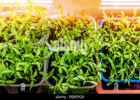 Keimlinge von Auberginen, Tomaten und Paprika für die städtischen Garten und Garten wachsen in einem Kunststoffbehälter auf das Fenster im Boden an einem sonnigen Stockfoto