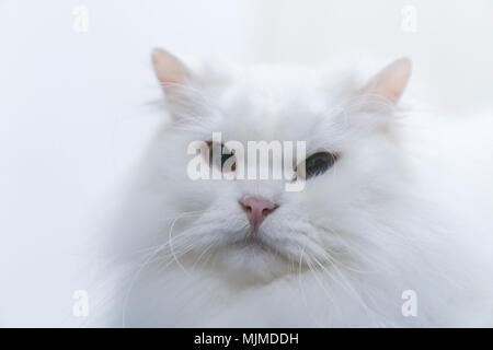 Weiße Perserkatzen Stockfoto