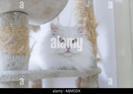 Weiße Perserkatzen Stockfoto