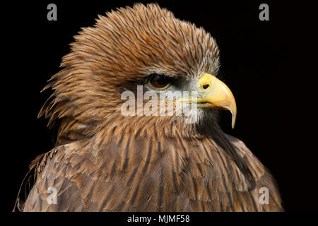 Kopf und Schultern Studie eines gelben abgerechnet Kite (milvus aegyptius) Stockfoto