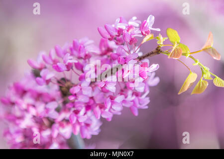 Nahaufnahme von rosa Blütenstände einer Östlichen Redbud Baum in voller Blüte. Judas Cercis siliquastrum Baum oder im Frühling. Stockfoto