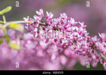 Nahaufnahme von rosa Blütenstände einer Östlichen Redbud Baum in voller Blüte. Judas Cercis siliquastrum Baum oder im Frühling. Stockfoto