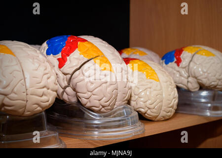 Menschliche Gehirn Modelle im Klassenzimmer Stockfoto