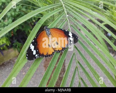 Plain Tiger Butterfly, Danaus chrysippus, auch genannt das African Queen, ein tropischer Schmetterling aus Afrika, Australien und Asien. Er ernährt sich von milkweeds f Stockfoto