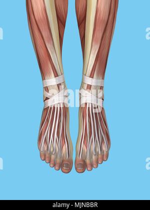 Anatomie des Fußes Stockfoto
