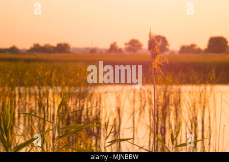 Schilf im Vordergrund in der Nähe eines Flusses im Sonnenlicht bei Sonnenuntergang. Trockenes Schilf am Fluss in der Sonne. Getönten Foto. Stockfoto