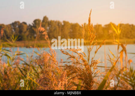 Schilf im Vordergrund in der Nähe eines Flusses im Sonnenlicht bei Sonnenuntergang. Trockenes Schilf am Fluss in der Sonne. Reed am Abend am Ufer. Golden Cane. Stockfoto