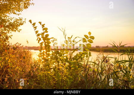 Blätter und Zweige eines Bush im Vordergrund in der Nähe eines Flusses im Sonnenlicht bei Sonnenuntergang. Getönten Foto. Stockfoto