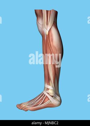 Anatomie des Fußes Stockfoto