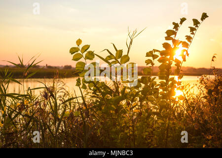 Blätter und Zweige eines Bush im Vordergrund in der Nähe eines Flusses im Sonnenlicht bei Sonnenuntergang. Getönten Foto. Stockfoto
