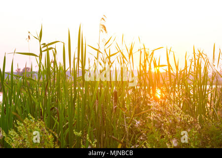 Schilf im Vordergrund in der Nähe eines Flusses im Sonnenlicht bei Sonnenuntergang. Reed am Abend am Ufer. Getönten Foto. Stockfoto