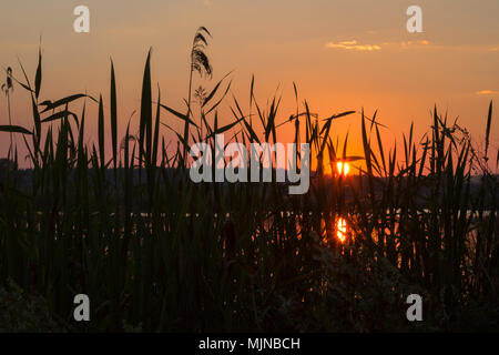 Schilf im Vordergrund in der Nähe eines Flusses im Sonnenlicht bei Sonnenuntergang. Reed am Abend am Ufer. Getönten Foto. Stockfoto