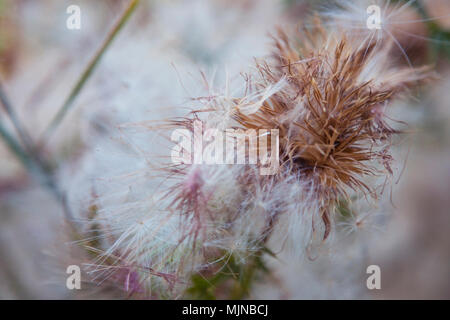 Getrocknete thistle Blume Nahaufnahme. In der Nähe von wunderschönen trockene Distel Blüte im Herbst, unscharfer Hintergrund. Getönten Foto. Stockfoto