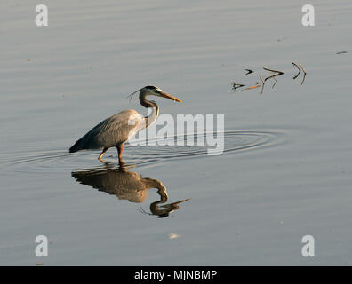 Great Blue Heron Reflexion im Wasser Stockfoto