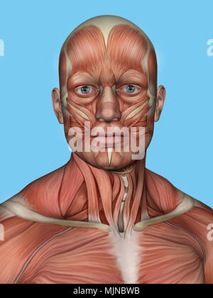 Anatomie Vorderansicht des großen Gesicht Muskeln eines Menschen. Stockfoto