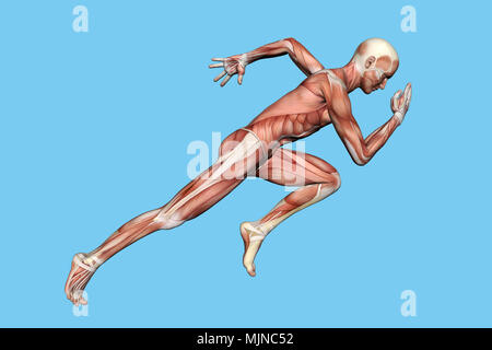 Muskeln der männlichen Anatomie in Bewegung Stockfoto