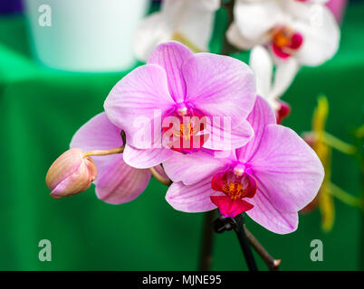 In der Nähe von schönen Pink Moon Orchid, Phalaenopsis amabilis, auf grünem Hintergrund Stockfoto
