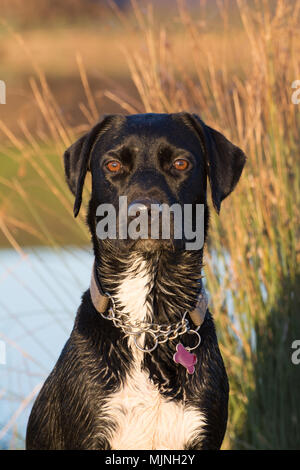 Schwarzer Hund mit weißer Brust und helle braune Augen stellt sich direkt in der Kamera Stockfoto
