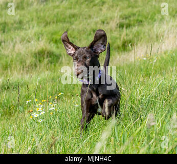 Brauner Hund läuft durch langes Gras mit riesigen Ohren prallte bis Stockfoto