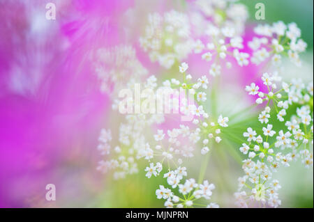 In der Nähe der Wiese Blumen. Selektiver Fokus und flache Tiefenschärfe. Stockfoto