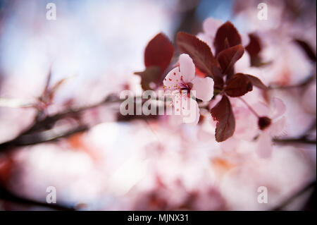 Blühende newport Pflaumenbaum Stockfoto