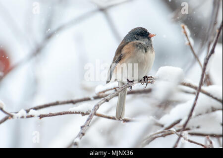 Dark-eyed Junco thront auf Zweig mit Winter Hintergrund Stockfoto