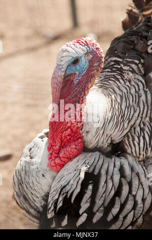 Bunte Türkei mit langen Hals Stockfoto