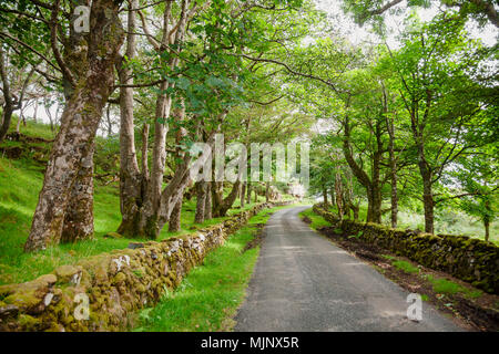 Malerische Wicklung eine einspurige Landstraße entlang Trockenmauern Deiche in Schottland Großbritannien Stockfoto