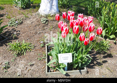 Candy Apple Tulpen an der Basis eine Birke mit einem Etikett zur Identifizierung des Tulpen - Tulip Stadt in Mount Vernon, Washington während Stockfoto