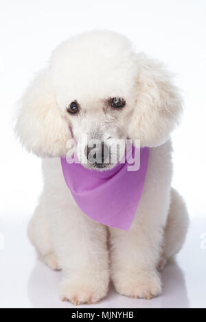 Sitzung traurig weißer Pudel Hund auf Hintergrund isoliert Stockfoto