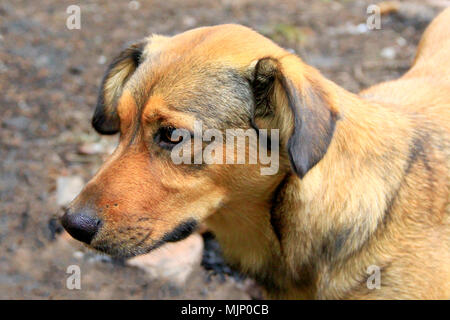 Braun traurig mongrel am Boden steht. Neugierigen Hund leider suchen. Obdachlose mongrel Hund wartet auf neuen Eigentümer Stockfoto