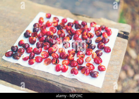 Red Cherry Kaffeebohnen trocknen in der Sonne Stockfoto