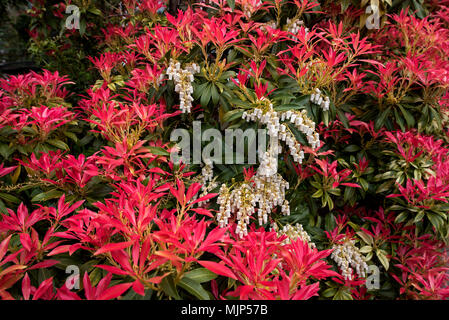 Die weißen Blüten und rote neues Wachstum von Pieris japonica oder 'Forest Flame' oder 'Forest Fire'. Stockfoto