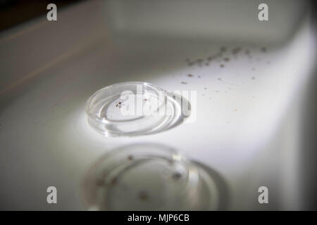 PUERTO Cortes, Honduras. (16. März 2018) Mücken und Insekten, die von einem BG-Sentinel mosquito Trap auf einem Tablett in Puerto Cortes, Honduras im Verlauf der weiteren Versprechen 2018 legen. Us Naval Forces Southern Command/USA 4. Flotte hat eine Kraft entfaltet Auszuführen weiterhin Versprechen zivil-militärische Operationen durchzuführen, einschließlich humanitärer Hilfe, Ausbildung Engagements und medizinische, zahnmedizinische und veterinärmedizinische Unterstützung in einer Bemühung, US-Unterstützung und Engagement in Zentral- und Südamerika zu zeigen. Streitkräfte und Zivilisten Anzeige von Mut, Tapferkeit und Opferbereitschaft Engagement Engagement Stockfoto