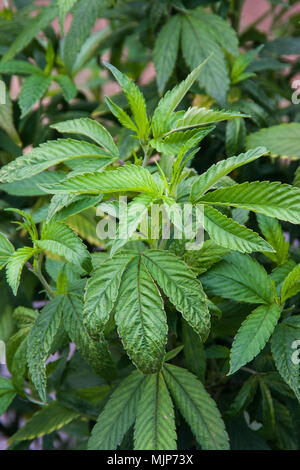 Cannabis marihuana Junge weibliche Pflanzen, bevor die Knospen, draußen wachsen Stockfoto