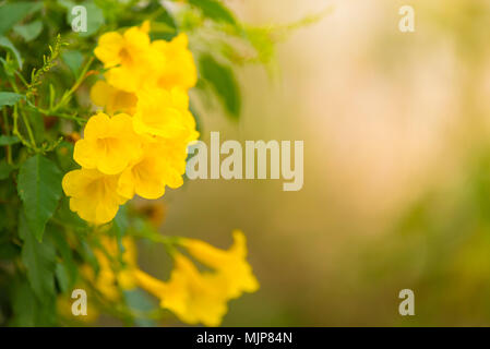 Blumen auf einem Getönten auf sanften weichen, grünen und warmen Hintergrund im Freien Nahaufnahme Makro. Frühling Sommer Grenze Schablone floral background. Licht Luft Delic Stockfoto