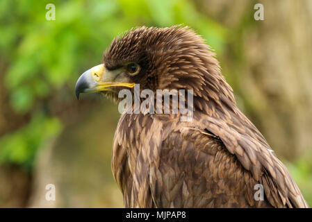 Porträt eines Afrikanischen tawny Eagle (Aquila rapax) Stockfoto
