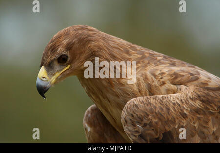 Porträt eines Afrikanischen tawny Eagle (Aquila rapax) Stockfoto