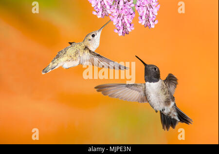 Kolibris; Weiblicher Rufous Hummingbird; männliche Schwarze, dass, British Columbia, Kanada Stockfoto